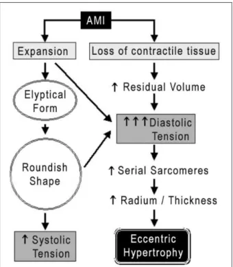 Figure 2 - Chronic phase of left ventricle remodeling.