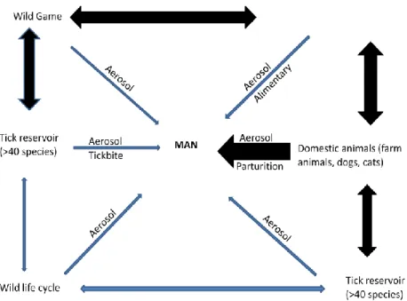 Figure 1 - Transmission cycle of Coxiella burnetii. Potential mechanisms of human infection by C