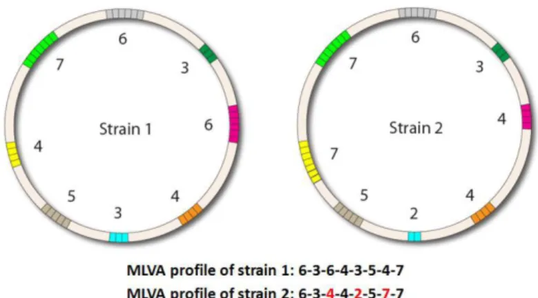Figure  3 –  Example  of  variation  in the  number  of  tandem  repeats  in  multiple  VNTR  loci  in  two  different  strains, used to characterize them