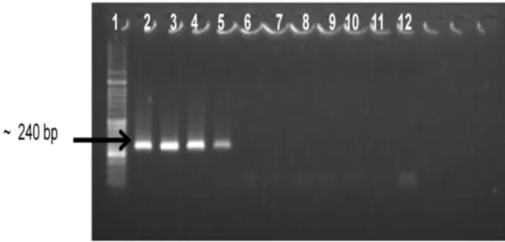 Figure  5 -  Sensitivity  of  Trans-PCR  for  the  detection  of C.  burnetii  Nine  Mile  strain  ATCC  616-VR  DNA  (specific  240  bp  amplicon)