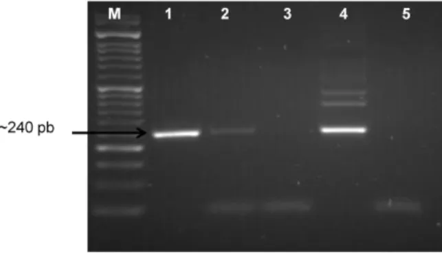 Figure  6 –  Results of Trans-PCR in samples from a sheep fetus - analysed in agarose gel (1.5%)