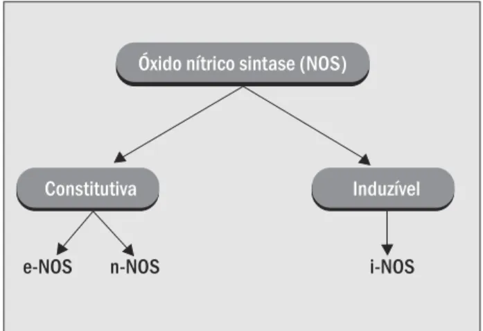 Figura 1  – Isoformas da NO-sintase
