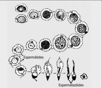 Figura 2 – Morfologia do espermatozóide: A. microscopia ótica; B. microscopia