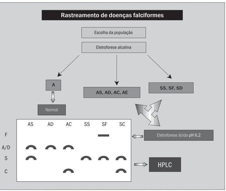 Figura 4 – Fluxograma de análises sugeridas para rastreamento de doença falciforme