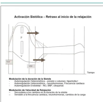 Figura 2 -  La fase inicial de la disfunción se caracteriza por el empeoramiento  de la relajación, que se vuelve lento o incompleto, con la progresiva pérdida  de la capacidad para modular el inicio de la relajación