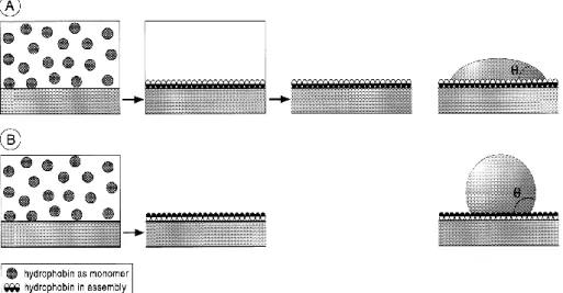 Figure 1.2. Self-assembly of hydrophobins that results in modification of the nature of a  surface