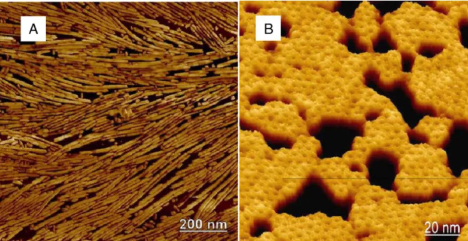 Figure  1.4.  Atomic  force  microscopy  (AFM)  &amp;  A  surface  membrane  of  HFBI  (A)  Atomic  force  microscopy  (AFM)  image  of  rodlets  formed  by  the  HGFI  hydrophobin  from  Grifola  frondosa