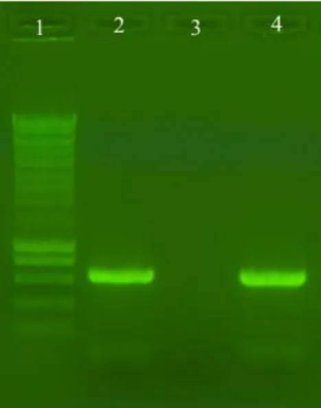 Figure  3.1.  DNA  amplification  with  ITS4  and  ITS5.  1:  Molecular  Weight  marker  (Smartladder, Eurogentec); 2: L7 strain; 4: C1.1 strain 