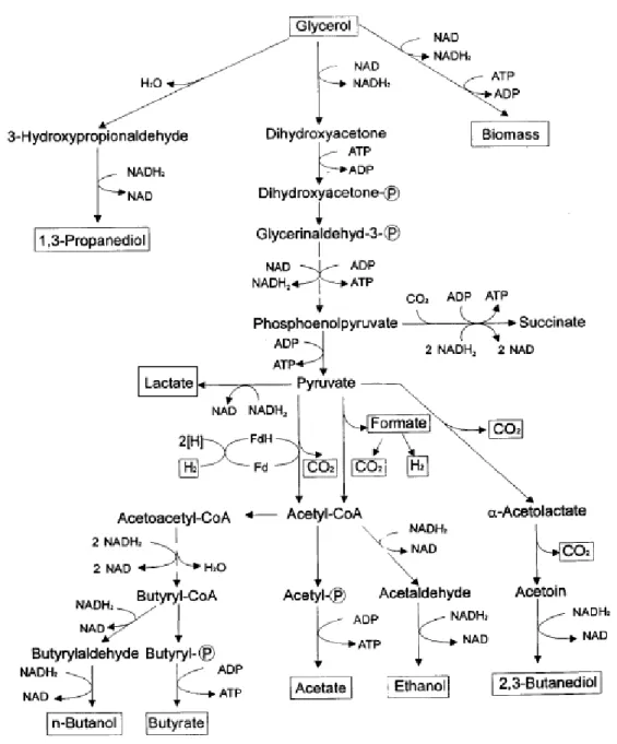 Figure 1.6.  Glycerol fermentative biochemical pathways (in Biebl et al., 1999).  