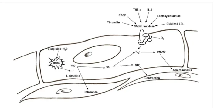 Figure 1 - Mechanisms of activation of NADPH oxidase and its relation with the  • NO metabolism.