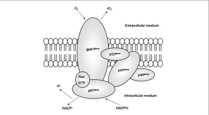 Figure 2 - Structure of phagocytic NADPH oxidase. The gp91phox is the NADPH binder with electron transport function in active NADPH oxidase