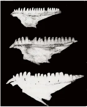Fig. 5). Differences among subspecies in teeth number and morphology might be related  with slight  variation in diet composition