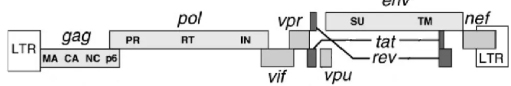 Figure  1-  Organization  of  the  HIV-1  genome.  Source:  Frankel,  A.  D.  and  Young,  J