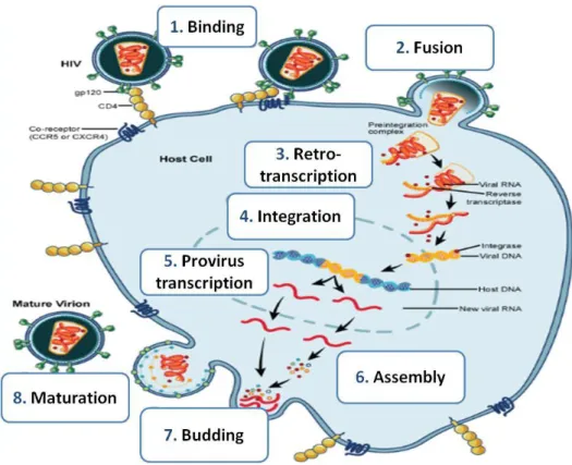 Figure 3- HIV-1 replication cycle. Adapted from NAID, NIH.