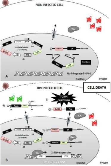 Figure  5-  Schematic  representation  of  the  strategy proposed for cell-specific elimination of  HIV-1 infected cells