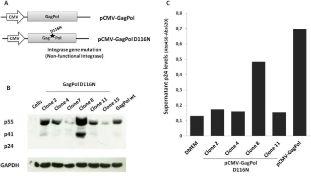 Figure  11-  Development  of  an  integrase-deficient  packaging  vector.  A)  Schematic  representation  of  the  packaging contructions used for lentiviral production