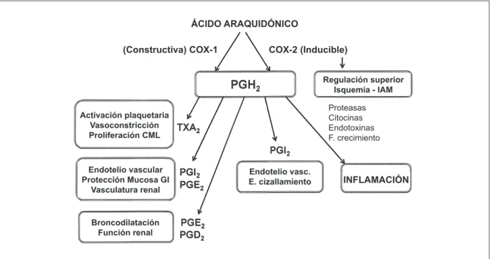 Fig. 1 - Representación esquemática de los efectos relacionados a la activación de la COX-1 y COX-2