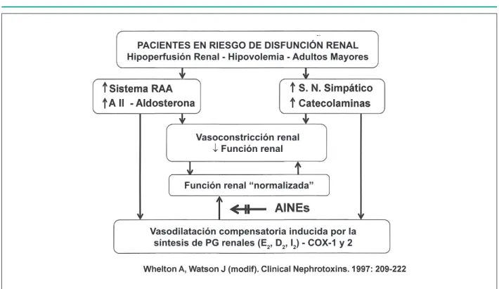 Fig. 4 - Representación esquemática de los efectos de los AINEs en el bloqueo de las acciones compensatorias inducidas por las prostaglandinas ante la presencia de  disfunción renal