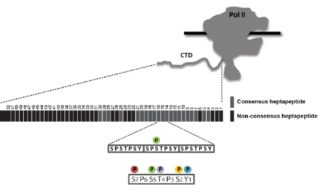 Figure 1.1 CTD structure and modification. The CTD is an inherently unstructured and highly flexible extension appended to  Pol II