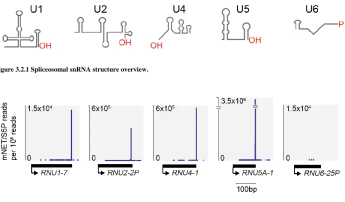 Figure 3.2.1 Spliceosomal snRNA structure overview. 