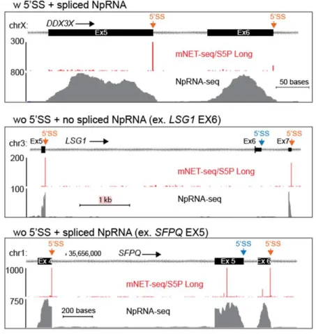 Figure 3.3.1 mNET-seq S5P and Nucleoplasm RNA-seq profiles. Sections of the following genes: DDX3X, LSG1, SFPQ.
