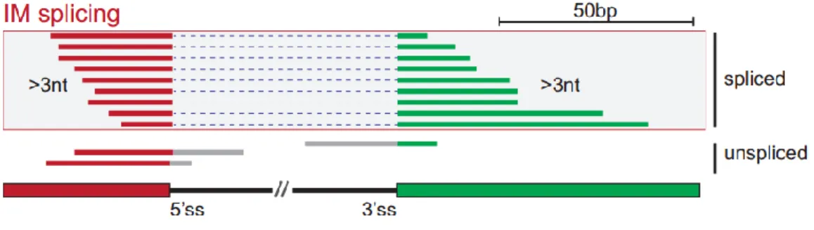 Figure 3.4.1 Schematic illustrating spliced and unspliced  mNET-seq reads. Only reads that map to more than 3 nucleotides  across any junction were considered.