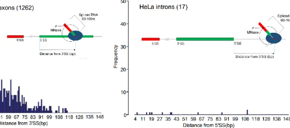 Figure  3.4.3  Distribution  of  the  Pol  II  position  at  the moment of splicing in the exon