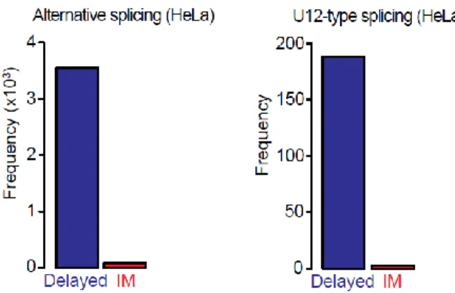 Figure 3.4.6 Immediate splicing excludes alternative splicing and U12 introns. Only very few alternative and minor U12-type  introns are included in the fast splicing category; most probably these result from mis-annotation
