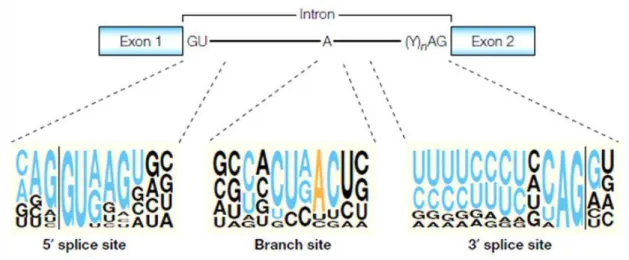 Figure 1 - Classical splicing signals.