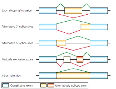 Figure 2 - Modes of alternative splicing. 