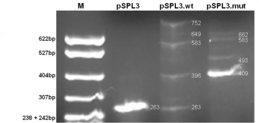 Figure 9 - Schematic interpretation of the 263bp minigene fragment. 