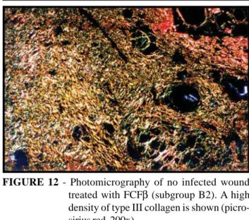 FIGURE 11 - Photomicrography of infected wound treated