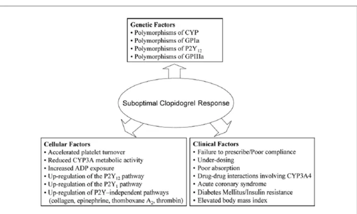 Figure 7 - Proposed mechanisms leading to variability in individual responsiveness to clopidogrel 31 