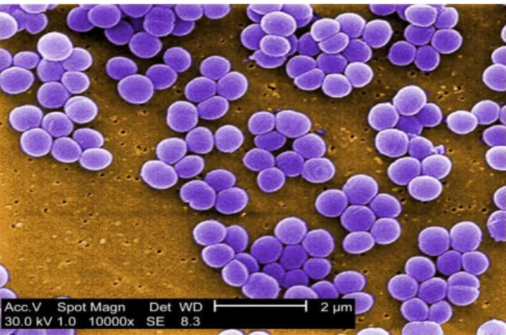 Figure 1. Scanning electron micrograph (SEM) of Staphylococcus aureus. Under a high magnification of 10,000x  [73].