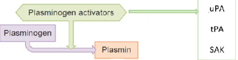 Figure 5.  Basic fibrinolytic system. Different plasminogen activators can initiating this system