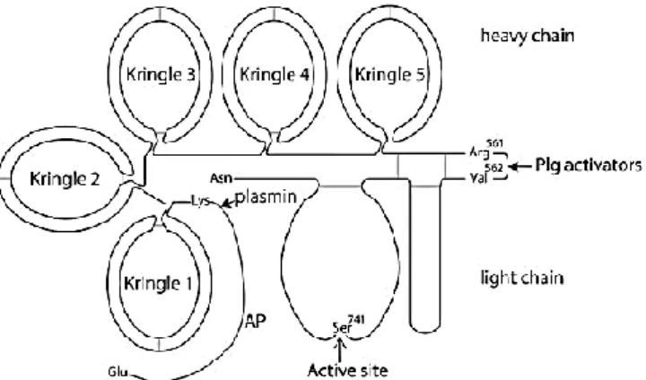 Figure 6. Schematic illustration of plasminogen where the seven domains are shown: plasmin preactivation site; tissue  plasminogen activator (tPA) and urokinase plasminogen activator (uPA) cleavage sites [34]; and five kringle domains  [33]