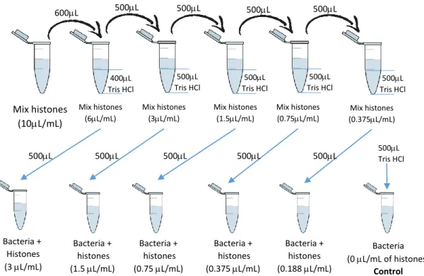 Figure  9.  Sample  preparation  in  the  bactericidal  assay.  In  this  process,    between  which  dilution  the  solutions  were  vortexed, to have homogeneous solutions 