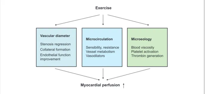 Fig. 2 - Exercise-induced improvement that leads to increased endothelial perfusion.