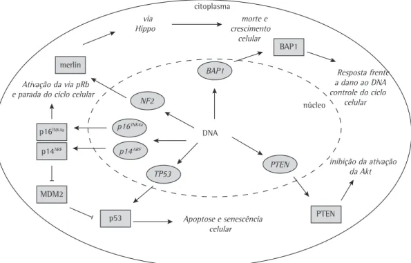 Figura 1 - Envolvimento dos genes e suas respectivas proteínas no desenvolvimento do mesotelioma 