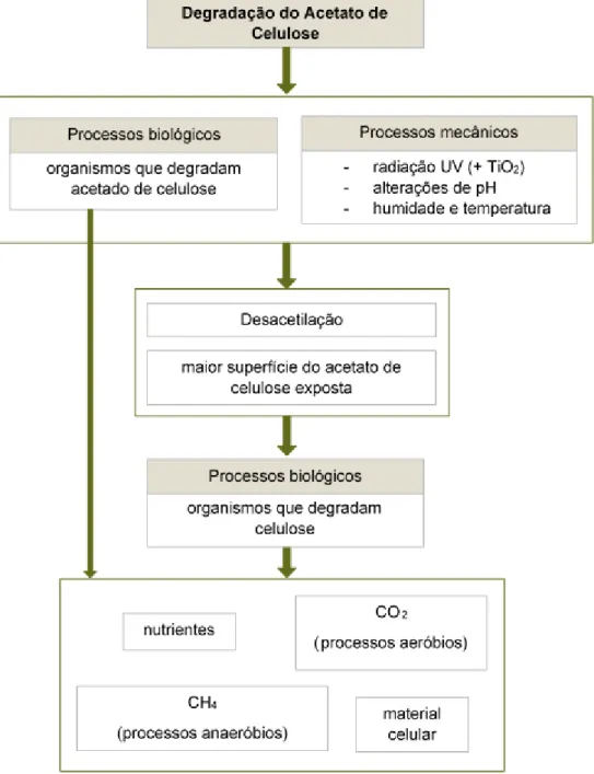 Figura 2.1 - Processo de degradação do acetato de celulose (adaptado de: Bonanomi et al., 2015; Puls et  al., 2011) 