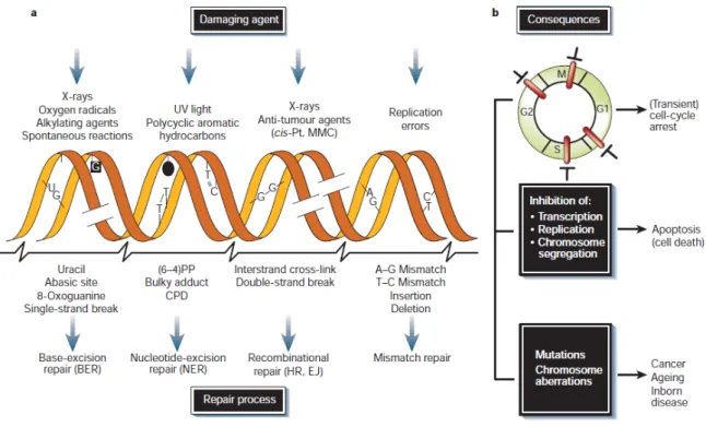 Fig.  1 .  DNA damage agents, repair process and consequences.  a) DNA damaging agents (top); DNA  lesions induced by these agents (middle); DNA repairs systems responsible for the removal of the lesions  (bottom)