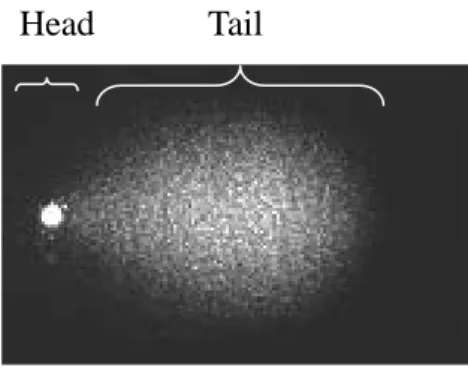 Fig. 2 . Representation of a comet. Comet of 30min 500µM of hydrogen peroxide. 