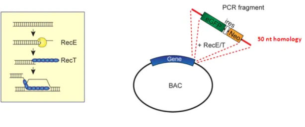 Fig.  6 . Schematic representation of the RecE and RecT recombination enzymes and recombination of  GFP-ires-Neo cassette into the BAC, adapted from Hendriks et al