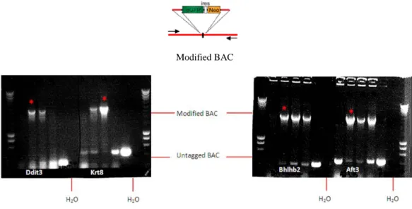 Fig. 7 . Gel electrophoresis of PCR analysis of modified BAC-derived reporter genes. The modified BAC  is 2.5 kb longer than the untagged BAC