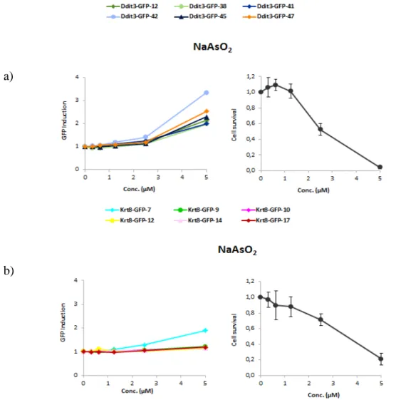 Fig. 9.   Clone selection. a) Clone selection for Krt8-GFP, when exposed to five increasing concentration  of NaAsO 2 
