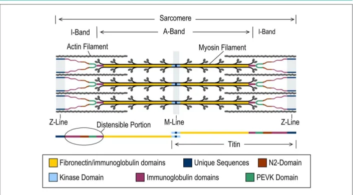 Figure 2 - The N2BA isoform has one more elastic element in series in the  N2 region (segment N2A), conferring it higher levels of elasticity