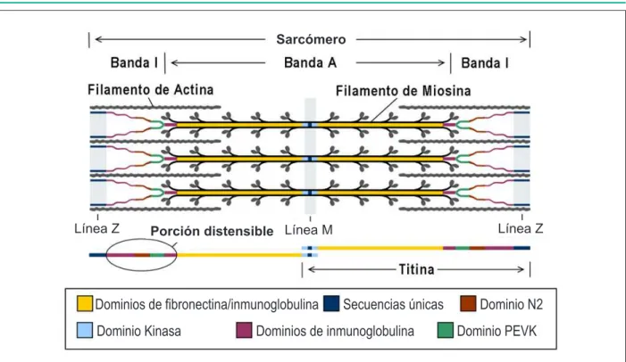 Fig. 2 -  La isoforma N2BA posee un elemento elástico más en serie en la región  N2 (segmento N2A), lo que le coniere una mayor elasticidad