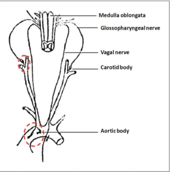 Figure  1  - Chemoreceptors  located  outside  the  central  nervous  system,  responsive to the alterations in concentrations of oxygen, carbon dioxide and  hydrogen ions