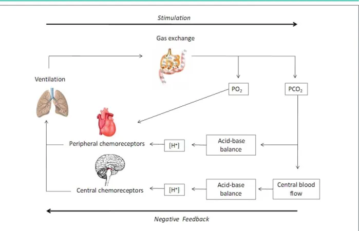 Figure 3 - Flow chart illustrating the inluence of chemoreceptors in ventilation control
