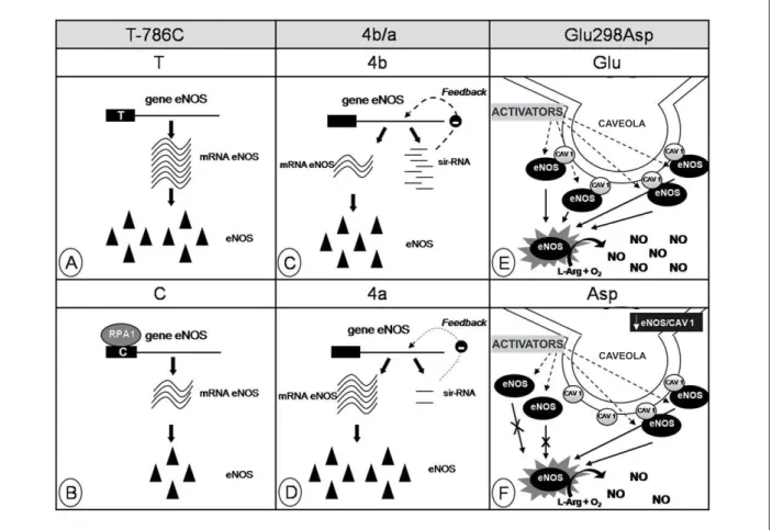 Figure 1 - Representation of possible mechanisms explaining the associations of polymorphisms in the nitric oxide endothelial synthase gene (eNOS) with variations  of its action